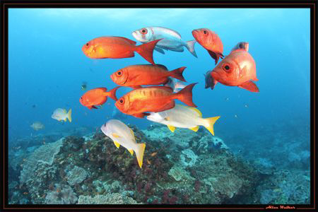 Adding a bit of colour to the reef..... by Allen Walker 