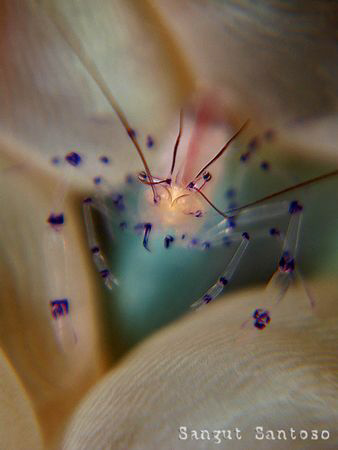 "Jump !!!"
Canon G7 Double Inon macro lens.
Full frame by Sangut Santoso 