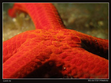 Seastar (Hacelia attenuata). Canon G10, UCL 165 & Inon D2... by Bea & Stef Primatesta 