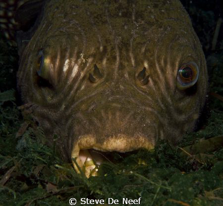 mr Fugu by Steve De Neef 