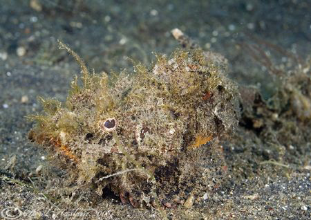 Raggy Scorpion fish. Lembeh. D200, 60mm. by Derek Haslam 
