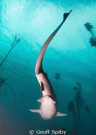 different view of a cowshark by Geoff Spiby 
