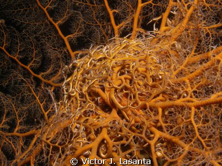 giant basket star at night in crash boat dive site at Agu... by Victor J. Lasanta 