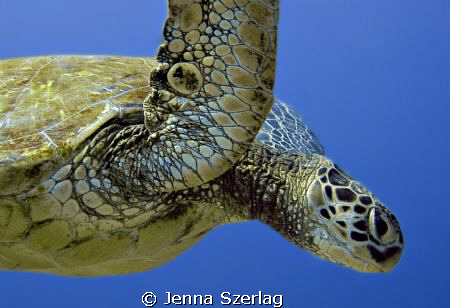 Hawaiian Green sea Turtle taken at Ulua Beach dive site o... by Jenna Szerlag 