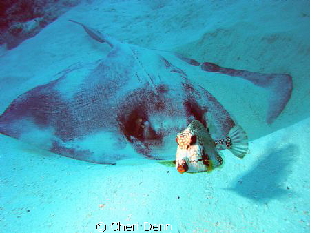 A picture is worth a 1000 words. by Cheri Denn 