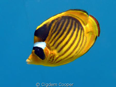Raccoon butterflyfish by Cigdem Cooper 