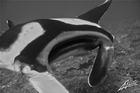 manta approaching! soooo close! by Adriano Trapani 