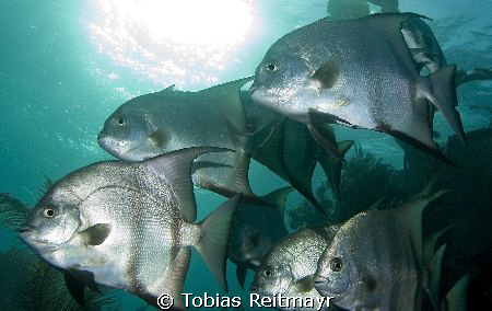 School of Spadefish passing by within seconds, Laguna Bea... by Tobias Reitmayr 