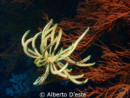 Crinoid and red soft coral, Cebu, Philippines by Alberto D'este 