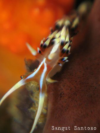 "Little dragon"
Canon G7 Internal flash Inon macro lens ... by Sangut Santoso 