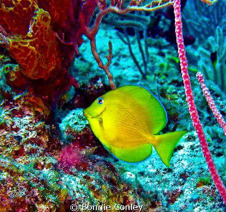 Photo taken May 2009 in Grand Bahamas with a Canon SD 550. by Bonnie Conley 
