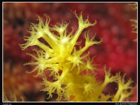 Gorgone (Paramuricea clavata). Canon G10, UCL165 & Inon D... by Bea & Stef Primatesta 