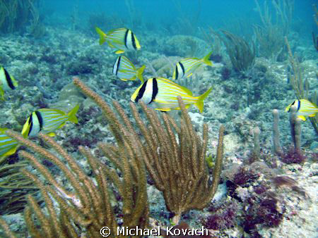 Porkfish on the Inside Reef at Lauderdale by the Sea by Michael Kovach 