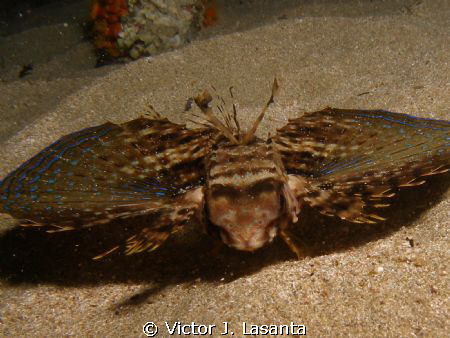 baby flying gurnard at night in crash boat dive site at A... by Victor J. Lasanta 