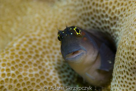 Welcome to my hole erm... home. by Adam Skrzypczyk 
