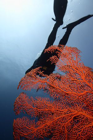 seafan diver by Heru Suryoko 