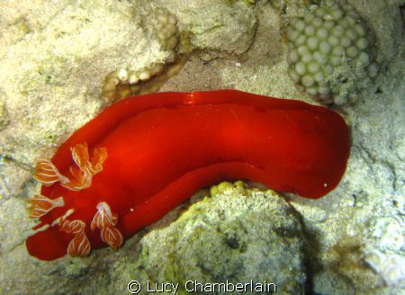 A Spanish Dancer, photographed on a night dive, with thre... by Lucy Chamberlain 