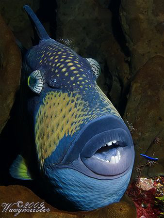 Titan triggerfish (Balistoides viridescens) getting clean... by Marco Waagmeester 