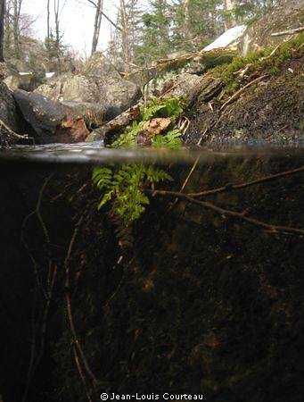 "Spring Stream"
A fern, liberated from winter's ice, is ... by Jean-Louis Courteau 