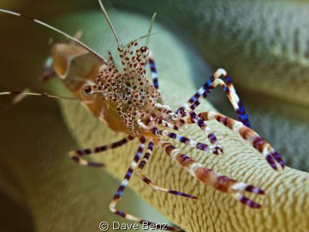 It´s damned hart to get this little monsters perfect on a... by Dave Benz 