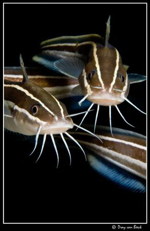Catfish by Dray Van Beeck 
