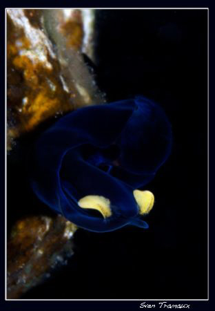 Probably chelidonura? if someone knows the full name, let... by Sven Tramaux 
