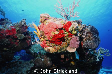 nikonos 15mm by John Strickland 