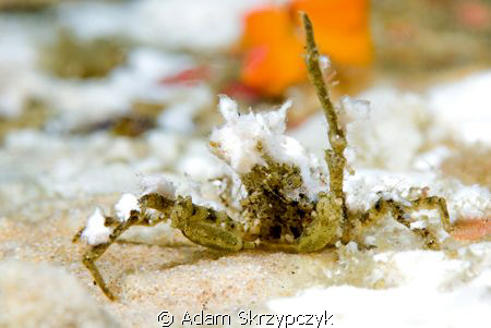 'getouttahere' crab by Adam Skrzypczyk 