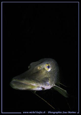 "Boooooooooooooo - hey what's up ? ???" - This encounter ... by Michel Lonfat 