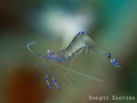 "Flying"
Canon G7 with external flash Inon D2000 Macro l... by Sangut Santoso 