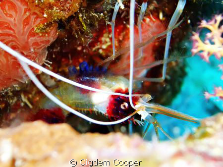 Boxer shrimp by Cigdem Cooper 