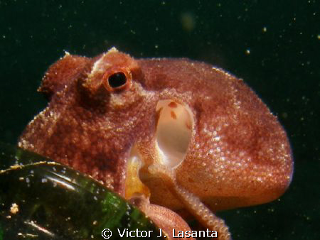 baby octopus in a bottle at crash boat dive site in Aguad... by Victor J. Lasanta 