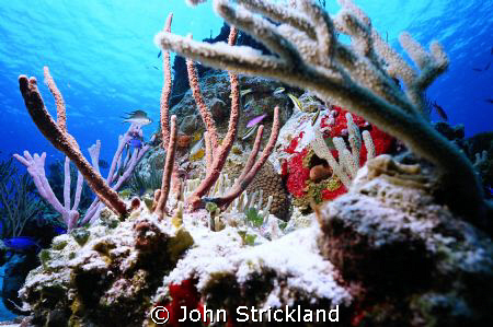 nikonos 15mm by John Strickland 