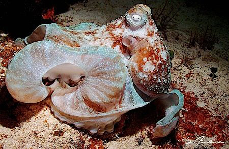 Wrapping those arms around anything nearby. This Image of... by Steven Anderson 