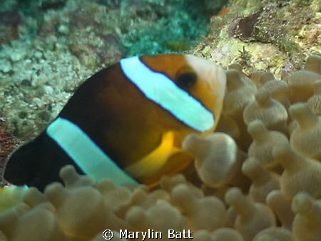 nice clown with its anomae
pc350 by Marylin Batt 