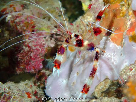 Boxer shrimp by Cigdem Cooper 