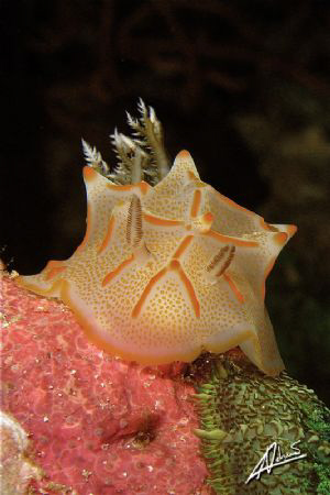 Halgerda sp. by Adriano Trapani 