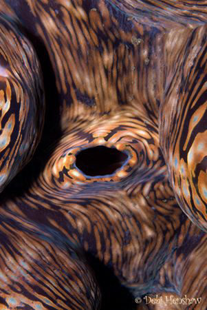 "Black Hole" by Debi Henshaw 