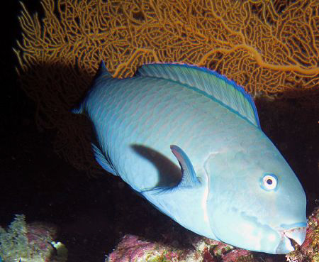 Bullethead Parrotfish by Martin Dalsaso 