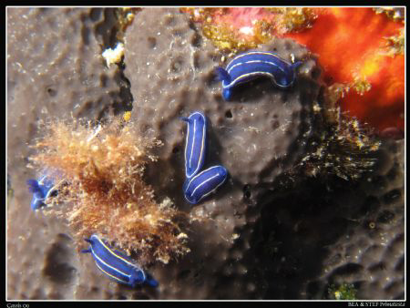 Tiny young nudi (Hypselodoris tricolor). Canon G10, UCL 1... by Bea & Stef Primatesta 