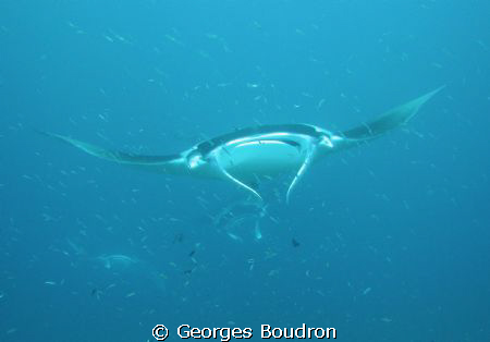mantas on the run by Georges Boudron 