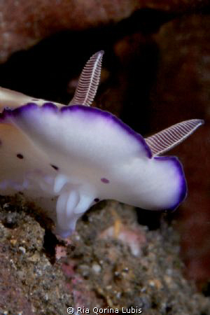 Risbecia tryoni, was taken at Liberty Shipwreck, Tulamben... by Ria Qorina Lubis 
