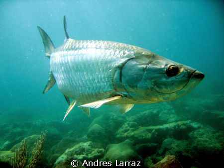 7' TARPON, Hanging... by Andres Larraz 
