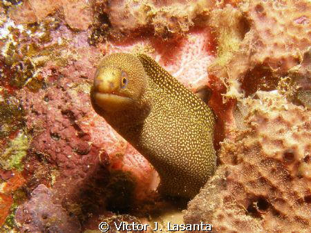 goldentail moray at crash boat dive site in Aguadilla coa... by Victor J. Lasanta 