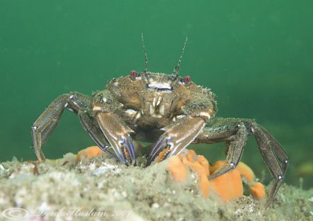Velvet swimming crab. Menai straits. D3, 60mm. by Derek Haslam 