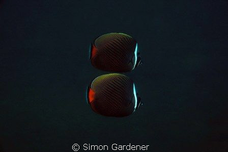 shot with a Nikon D70s by Simon Gardener 