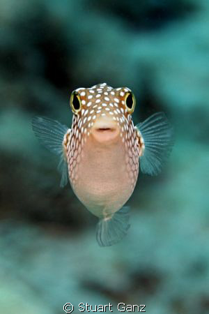 Hawaiian White Spotted Toby by Stuart Ganz 