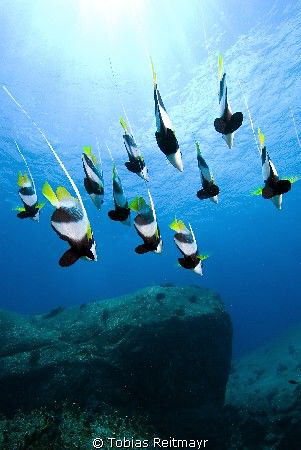 Bannerfish free falling, Elephant Head Rock, Similan Isla... by Tobias Reitmayr 