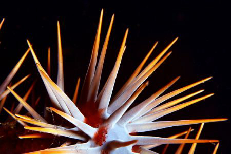Crown of thorns can really be beautiful!! by Michel De Ruyck 