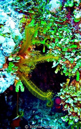 Golden Crinoid seen May 2008 in Grand Bahamas.  Photo tak... by Bonnie Conley 
